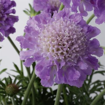 Tauben-Skabiose (Scabiosa columbaria) Butterfly Blue