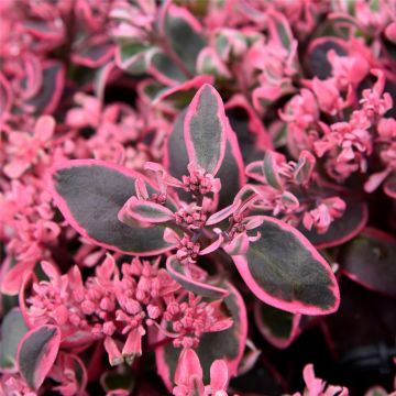 Fetthenne (Sedum) SUNSPARKLER Dream Dazzler