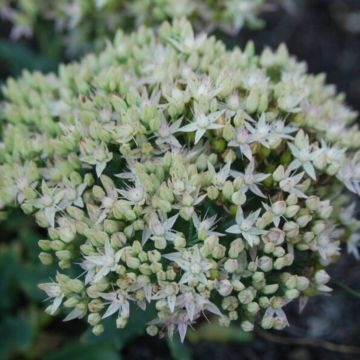 Prachtfetthenne (Sedum) Thundercloud