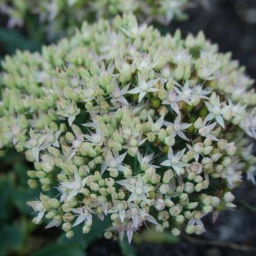 Sedum (Prachtfetthenne) Thunder