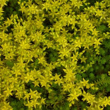 Mauerpfeffer (Sedum acre) 