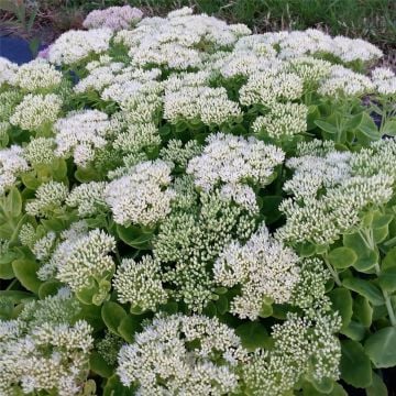 Pracht-Fetthenne (Sedum spectabile) Iceberg 