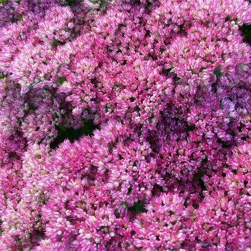 Pracht-Fetthenne (Sedum telephium) Autumn Joy