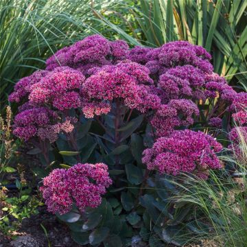 Pracht-Fetthenne (Sedum telephium) Thunderhead