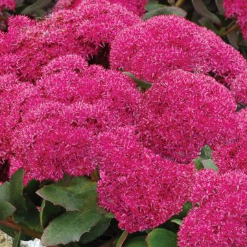 Prachtfetthenne (Sedum telephium) Birthday Party