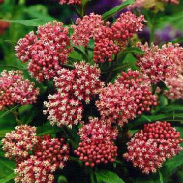 Seidenpflanze (Asclepias incarnata) Soulmate