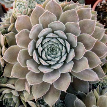 Dachwurz (Sempervivum) Aquila