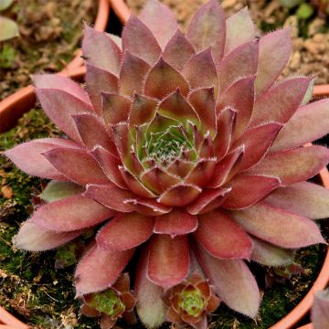 Dachwurz (Sempervivum) Draco