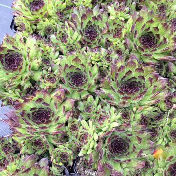 Dachwurz (Sempervivum) Reinhard