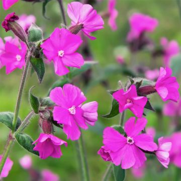 Rote Lichtnelke (Silene dioica) 