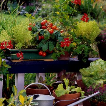 Aromatische Cocktailtomate (Solanum lycopersicum) Strongboy Red