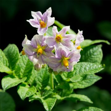 Festkochende Kübel-Kartoffel (Solanum tuberosum) Adessa