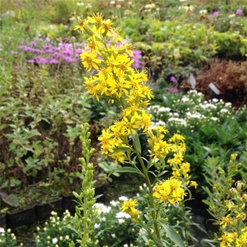 Echte Goldrute (Solidago virgaurea) 