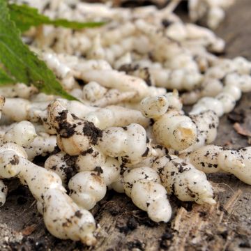 Knollenziest (Stachys sieboldii) Conito