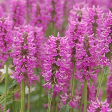 Ziest (Stachys x) Summer Romance