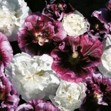 Stockrose (Alcea rosea) Blackberry Ripple