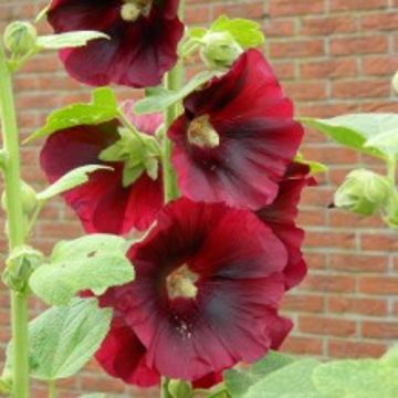 Stockrose (Alcea) Pleniflora Purpur