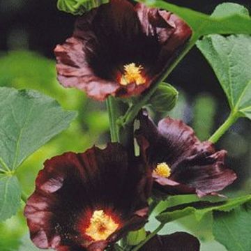 Stockrose (Alcea rosea) Black Knight