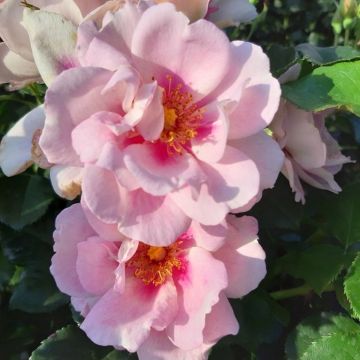 Strauchrose (Züchterrose) Orienta® Magnolia