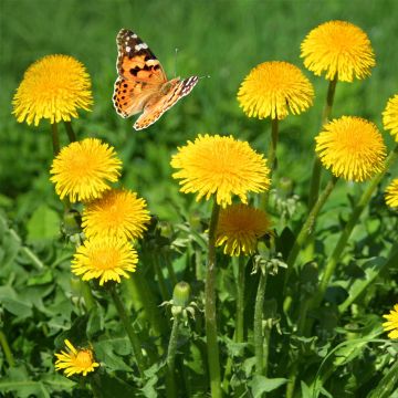 Löwenzahn - Pusteblume (Taraxacum officinale) 