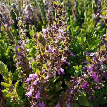 Echter Gamander (Teucrium chamaedrys hort. ) 