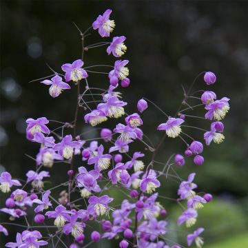 Niedrige Wiesenraute (Thalictrum) Purple WINGS