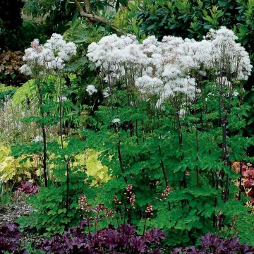 Wiesenraute (Thalictrum aquilegifolium) Nimbus White