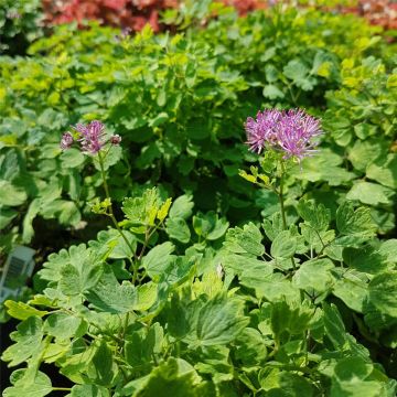 Wiesenraute (Thalictrum aquilegifolium) THUNDERCLOUD 