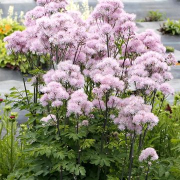 Wiesenraute (Thalictrum aquilegifolium) NIMBUS Pink