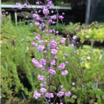 Gefüllte Wiesenraute (Thalictrum delavayi ) Hewitts Double