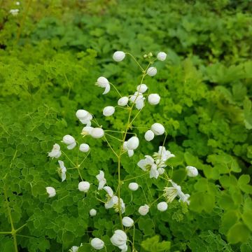 Gefüllte Wiesenraute (Thalictrum delavayi ) Splendide White