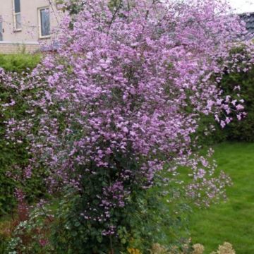 Wiesenraute (Thalictrum delavayi) Splendide