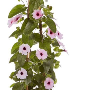 Rosa Susanne (Thunbergia alata) SUNNY SUSY Pink Beauty