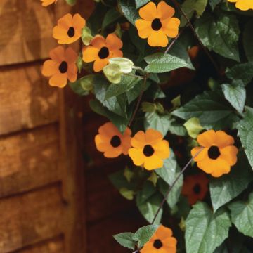 Schwarzäugige Susanne (Thunbergia alata) SUNNY SUSY New Orange