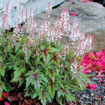 Herzblättrige Schaumblüte (Tiarella cordifolia) Sugar and spice