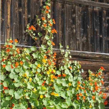 Kapuzinerkresse  (Tropaeolum majus) 