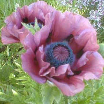 Türkischer Mohn (Papaver orientale) Pattys Plum 