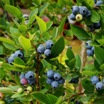 Frühe Heidelbeere (Vaccinium corymbosum) Colour Bells Blue
