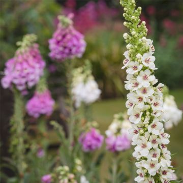 Königskerze (Verbascum nigrum var. album) 