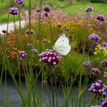 Patagonisches Eisenkraut (Verbena bonariensis) Violet Blue