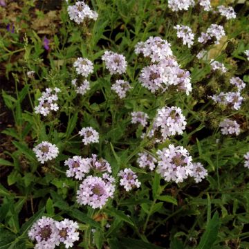 Eisenkraut (Verbena rigida) Polaris Sky Blue