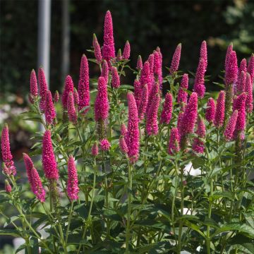 Ähren-Ehrenpreis (Veronica spicata) First Love