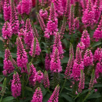 Ähriger Ehrenpreis (Veronica spicata) Bubblegum Candles