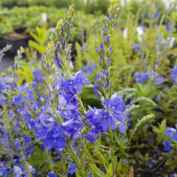 Ehrenpreis (Veronica teucrium) Knallblau