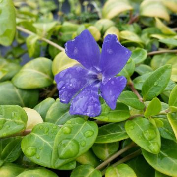 Kleinblättriges Immergrün (Vinca minor)