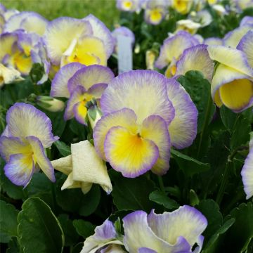 Hornveilchen (Viola cornuta) Etain