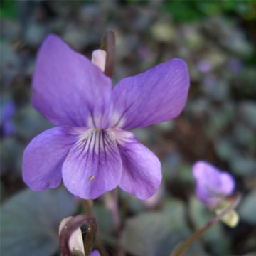 Labradorveilchen (Viola labradorica ) 