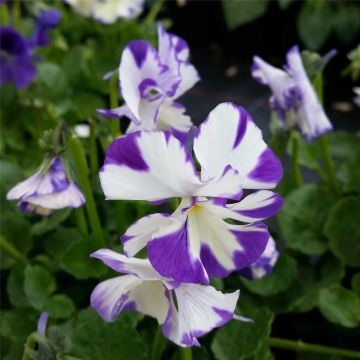 Veilchen (Viola cornuta) Rebecca Cawthorne