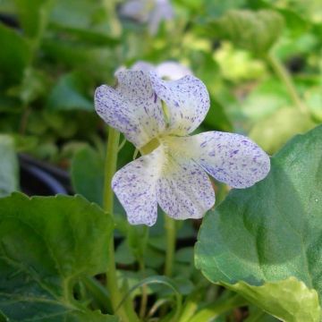 Pfingstveilchen (Viola sororia ) Freckles