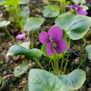 Pfingstveilchen (Viola sororia) Rubra